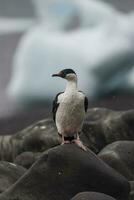 imperiale cormorano, allevamento colonia, paulet isola, antarica foto