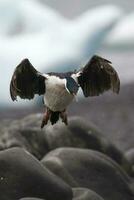 imperiale cormorano, allevamento colonia, paulet isola, antarica foto