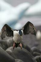 imperiale cormorano, allevamento colonia, paulet isola, antarica foto