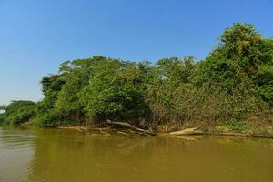 fiume paesaggio e giungla, pantanal, brasile foto