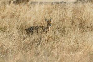 maschio steenbok,raphicerus campestre, Sud Africa foto