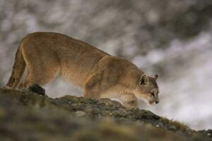 puma a piedi nel montagna ambiente, torres del paine nazionale parco, patagonia, chile. foto