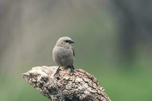 baia alato cowbird foto