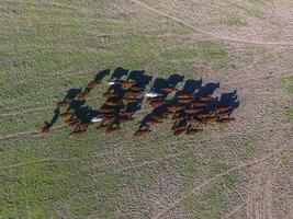 mucche alimentato erba, nel campagna, pampa, Patagonia, Argentina foto