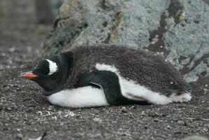 gentoo pinguino, Anna punto, antartica foto