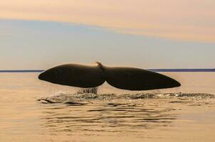 balena coda nel penisola Valdes,, patagonia, argentina foto