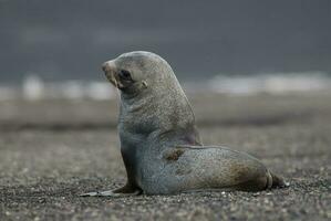 antartico pelliccia sigillo, inganno isola , antartico penisola. foto