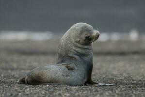 antartico pelliccia sigillo, inganno isola , antartico penisola. foto