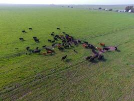 manzi alimentato con naturale erba, pampa, argentina foto