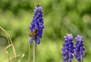 ape su fiori nel primavera foto