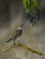 baia alato cowbird foto