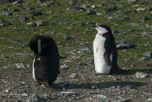 sottogola pinguino, paulet isola, antartica, scientifico nome, pygoscelis antartico foto