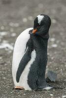 gentoo pinguino, Anna punto, antartica foto
