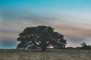 pampa paesaggio, solitario albero, la pampa, argentina foto