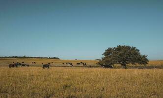 pampa pianura paesaggio e mucche, patagonia foto