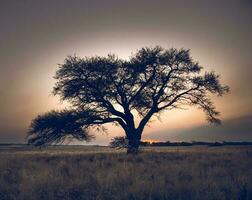 pampa paesaggio, solitario albero, la pampa, argentina foto