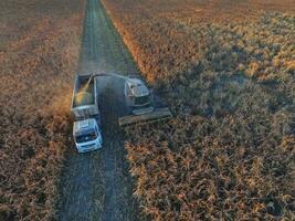 saggina raccolto, nel la pampa, argentina foto