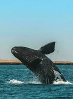 balena salto nel penisola Valdes,, patagonia, argentina foto