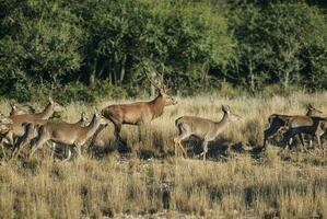 rosso cervo nel parque luro natura Riserva, la pampa, argentina foto