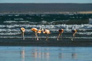 fenicotteri alimentazione su il spiaggia, penisola Valdes, patagonia foto