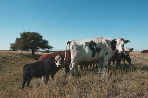 latteria mucche nel pampa paesaggio, patagonia foto