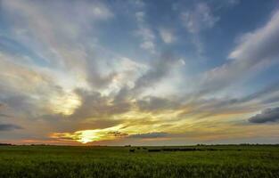 mucche a tramonto nel la pampa, argentina foto