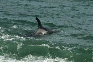 orche a caccia mare leoni, patagonia , argentina foto