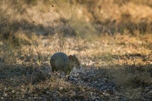 di azara agouti ,dasyprocta azare, pantanal , brasile foto