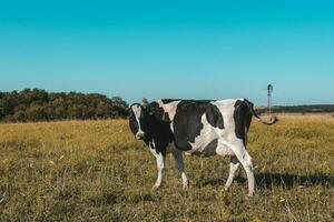 mucche nel pampa paesaggio, patagonia foto
