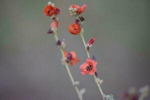 selvaggio fiori, la pampa. patagonia, argentina foto
