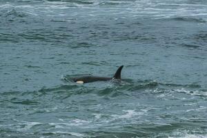 orche famiglia, a caccia nel patagonia, penisola valdes foto