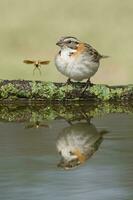 ruvido colletto passero, zonotrichia capensis, calden foreste, la pampa , argentina foto