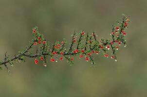 piquillina, endemico selvaggio frutta nel il pampa foresta, patagonia, argentina foto