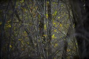 autunno le foglie nel il foresta, la pampa Provincia, patagonia, argentina. foto