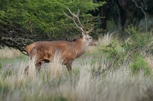 rosso cervo nel calden foresta ambiente, la pampa, argentina, parque Luro, natura Riserva foto