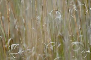 erba struttura astratto modelli, esplorando il essenza di astratto prateria foto