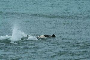 orca famiglia con piccola, punta norte natura Riserva, Patagonia, Argentina foto