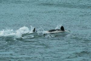 orca famiglia con piccola, punta norte natura Riserva, Patagonia, Argentina foto