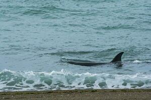 orca famiglia con piccola, punta norte natura Riserva, Patagonia, Argentina foto