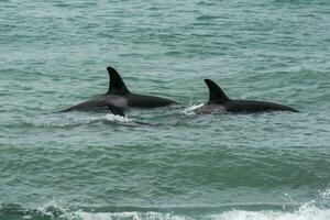 orca famiglia con piccola, punta norte natura Riserva, Patagonia, Argentina foto