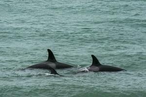 orca famiglia con piccola, punta norte natura Riserva, Patagonia, Argentina foto