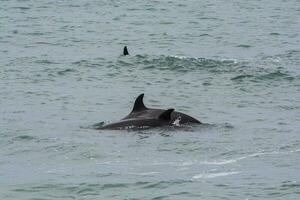 orca famiglia con piccola, punta norte natura Riserva, Patagonia, Argentina foto