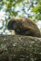 Marrone a strisce trapuntata cappuccino scimmia, amazzone giungla, Brasile foto
