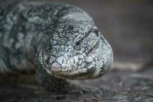 argentino nero e bianca tegu lucertola,pantanal,brasile foto