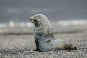 antartico pelliccia sigillo, arctofoca gazzella, un spiaggia, antartico penisola. foto