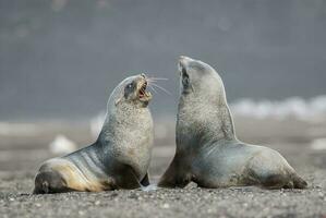 antartico pelliccia sigillo, arctofoca gazzella, un spiaggia, antartico penisola. foto