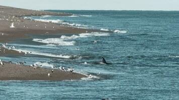 orca a caccia, patagonia argentina foto