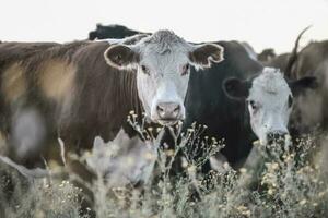 manzi e giovenche sollevato con naturale erba, argentino carne produzione foto