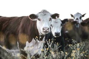 manzi e giovenche sollevato con naturale erba, argentino carne produzione foto