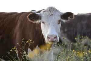 manzi e giovenche sollevato con naturale erba, argentino carne produzione foto